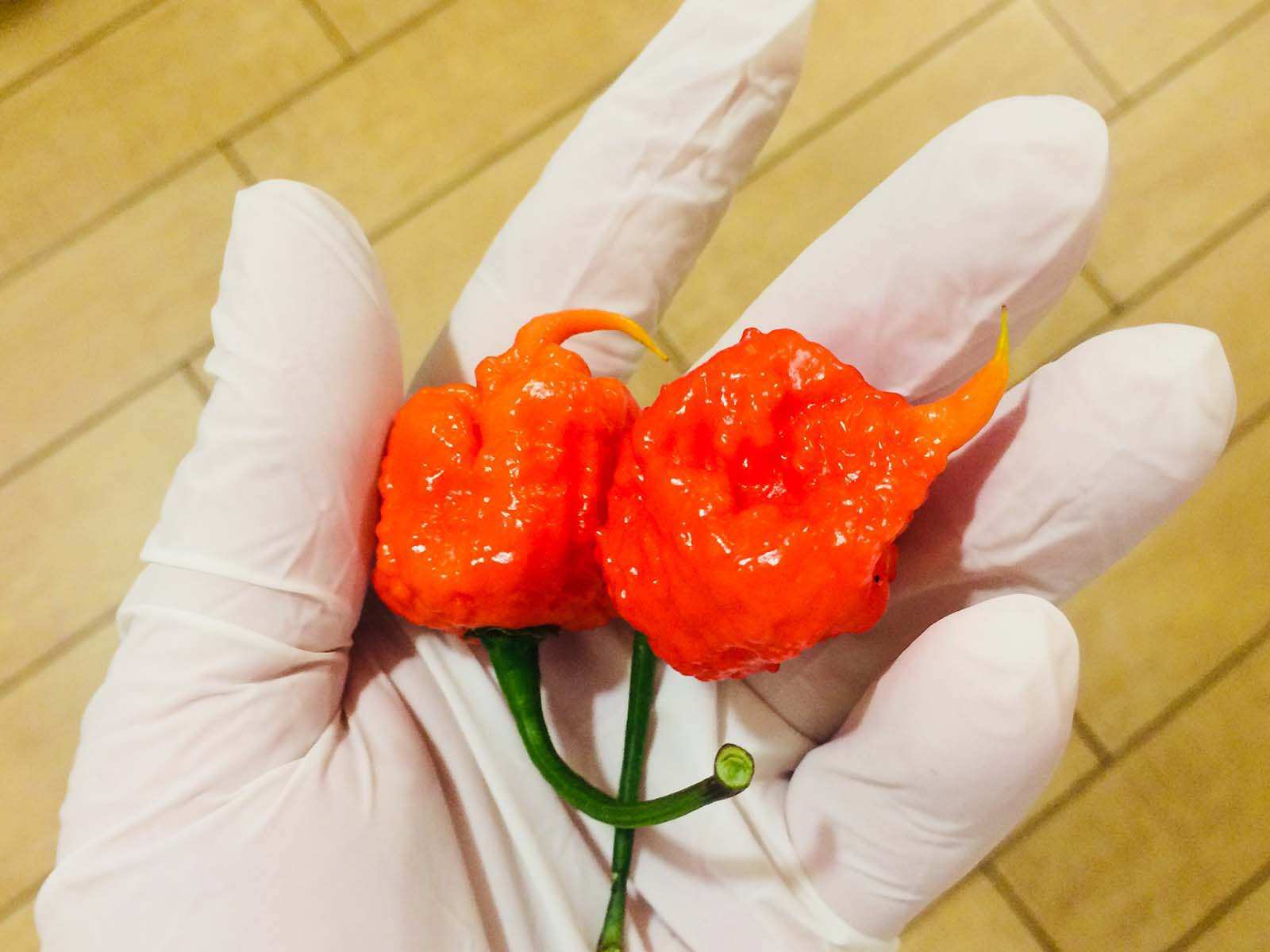 Homegrown Carolina Reaper at To Antikristo